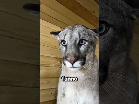 Le Puma Sono Uniche!😻😍