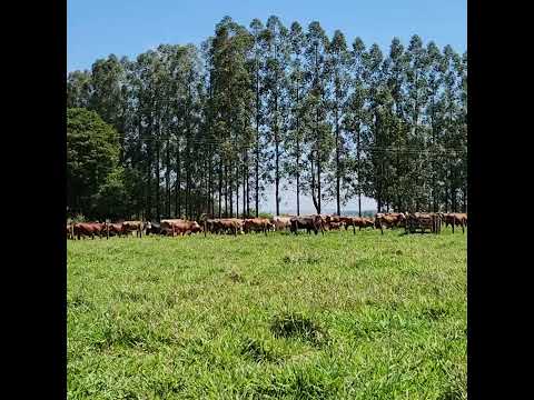 Cabanha Ivahy (Fazenda São Pedro), São Carlos do Ivaí,PR
