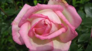 Pudhiya Poovidhu (Tamil - HQ Stereo Sound)