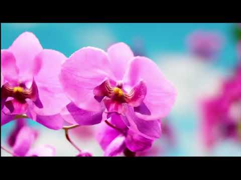 Opwekking 534 Jezus, Gods heerlijkheid verschijnt 1B