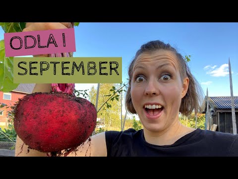 Odla i SEPTEMBER - Stor rödbetsskörd och många bäddar som ska täckas inför vintern