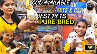 Pet Shop in chennai | GV pets & clinic