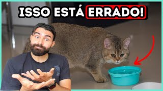 Faça Isso e Seu Gato Vai Beber o DOBRO DE ÁGUA! (Funciona 100%)