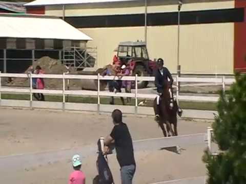 Galant M 4 yo first show 110- 115