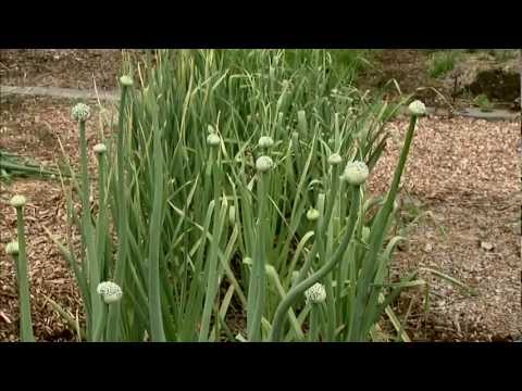 download lagu mp3 mp4 Do Leeks Flower, download lagu Do Leeks Flower gratis, unduh video klip Do Leeks Flower