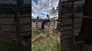 Video preview image #1 Labrador Retriever-Retriever  Mix Puppy For Sale in Farmerville, LA, USA