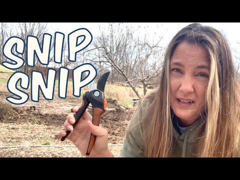 Unbelievable Results After Pruning Fruit Tree