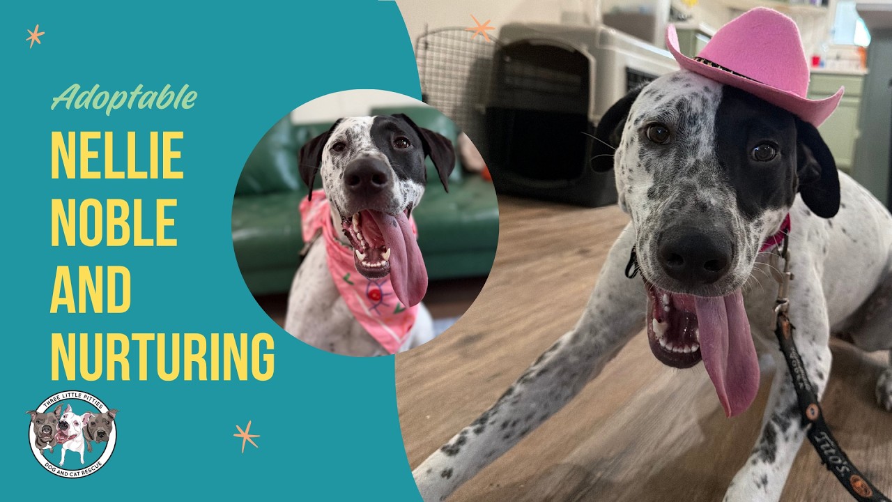 Enlarge Nellie Noble and Nurturing, a Adoptable mixed breed in Friendswood, TX video 6/6