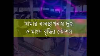 দুগ্ধ খামার