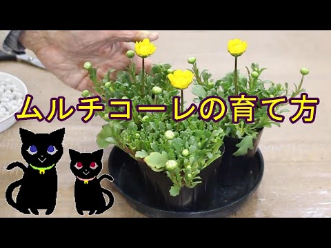 IUCN分類における絶滅の危険性を示す図。