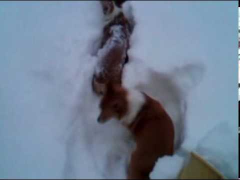 Gizmo and Niko in the snow 1