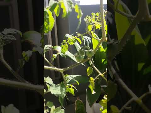 どのベランダの植物を選ぶべきですか？実践的なアドバイスと素晴らしいアイデア  庭園