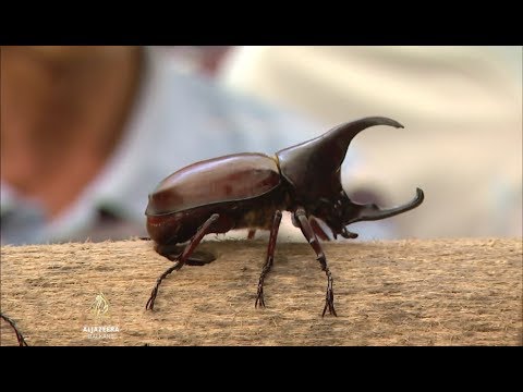 Al Jazeera Svijet: Izumiranje insekata, hoće li se urušiti ekosistemi?