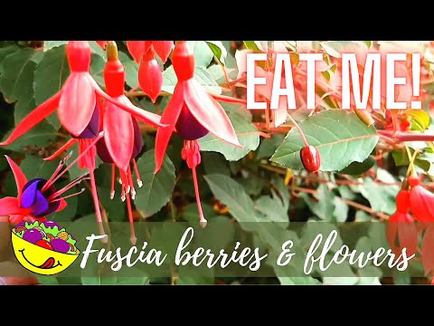 , title : 'Fuscia's - grow edible flowers and berries! Did you know fuscia's are edible!?'