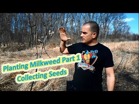 Planting Milkweed Part 1 - Collecting Seeds (Help The Monarch Butterfly)
