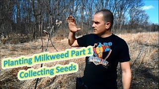 Planting Milkweed Part 1 - Collecting Seeds (Help The Monarch Butterfly)