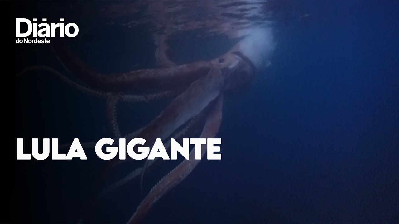 Imagem da notícia: Lula gigante é filmada por mergulhadores japoneses; veja vídeo