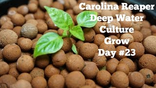 Homemade Hydroponics System | Deep Water Culture | Carolina Reaper Grow #2