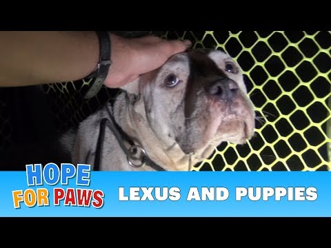 Emotivo rescate de una perrita Pitbull que había parido en la calle