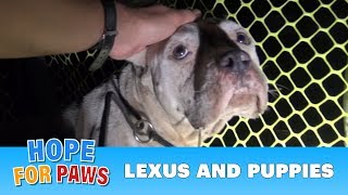 A Pit Bull and her newborn pups get rescued, but what happens next will amaze you!!! Please share.