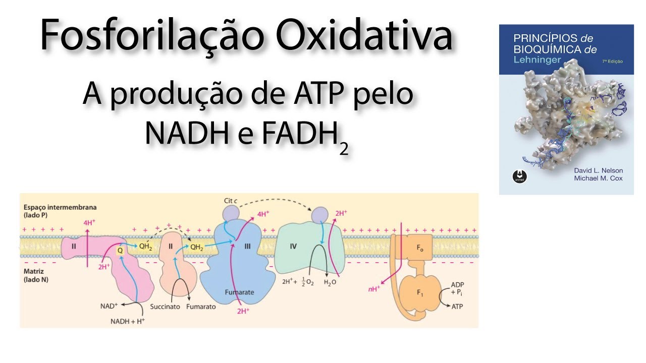 Respiração Celular (Fosforilação Oxidativa), quantos ATPs são gerados e lançadeiras.