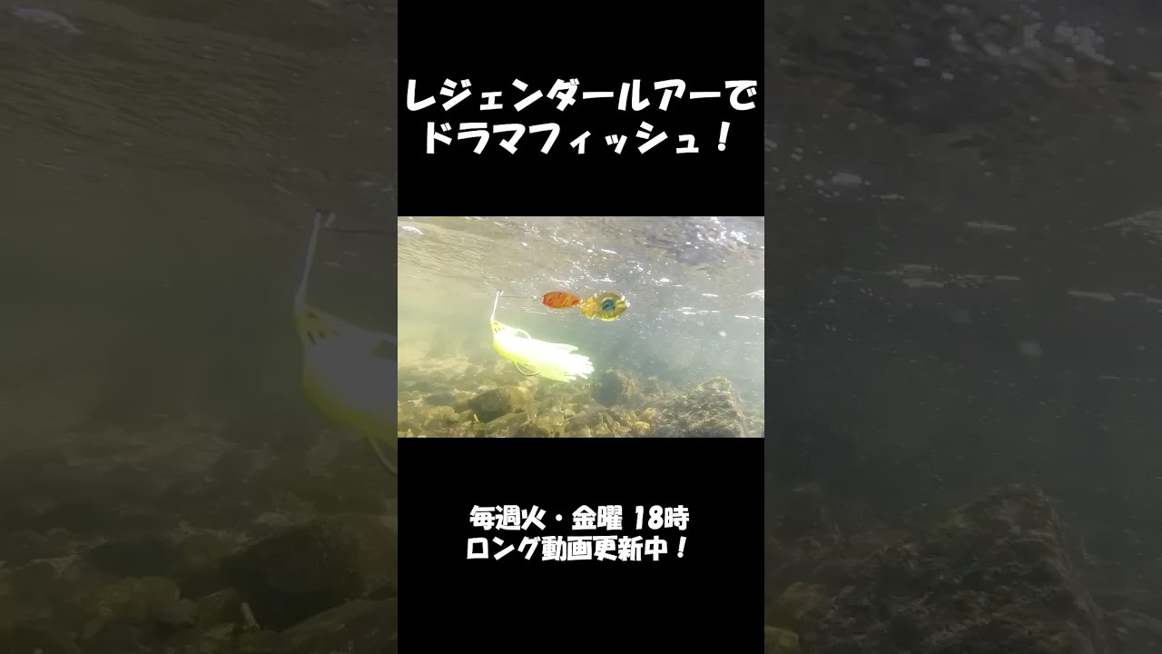 レジェンダールアーでドラマフィッシュ！