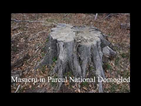 Distrugerea pădurilor seculare in parcul naţional Domogled