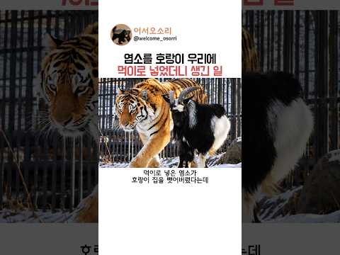 염소를 호랑이 우리에 먹이로 넣었더니 생긴 일