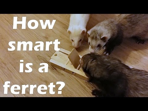 How smart is a ferret?