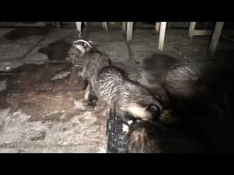 5 Badgers Fighting Eating Noises Sexual Cubs Sow Harlech 2 July 2017
