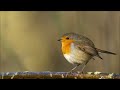 Message Bird Message Tones