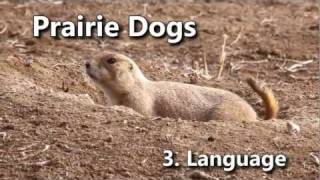 Prairie Dogs: America's Meerkats - 3. Language