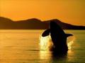 Orca:Killer Whale (soundtrack) - plaga88 Orca:Killer Whale (soundtrack)