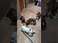 Boxer dogs for sale: Bobby, Available today.  - Video 1