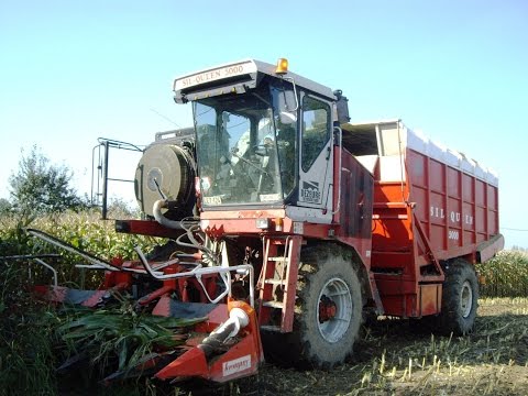 Loonw. Dezeure - Beauvoorde - Sil Queen 5000