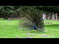 Peacock Dance Performance Peacock Dance Status Peacock Dance Music Peacock Dance Peacock Dance