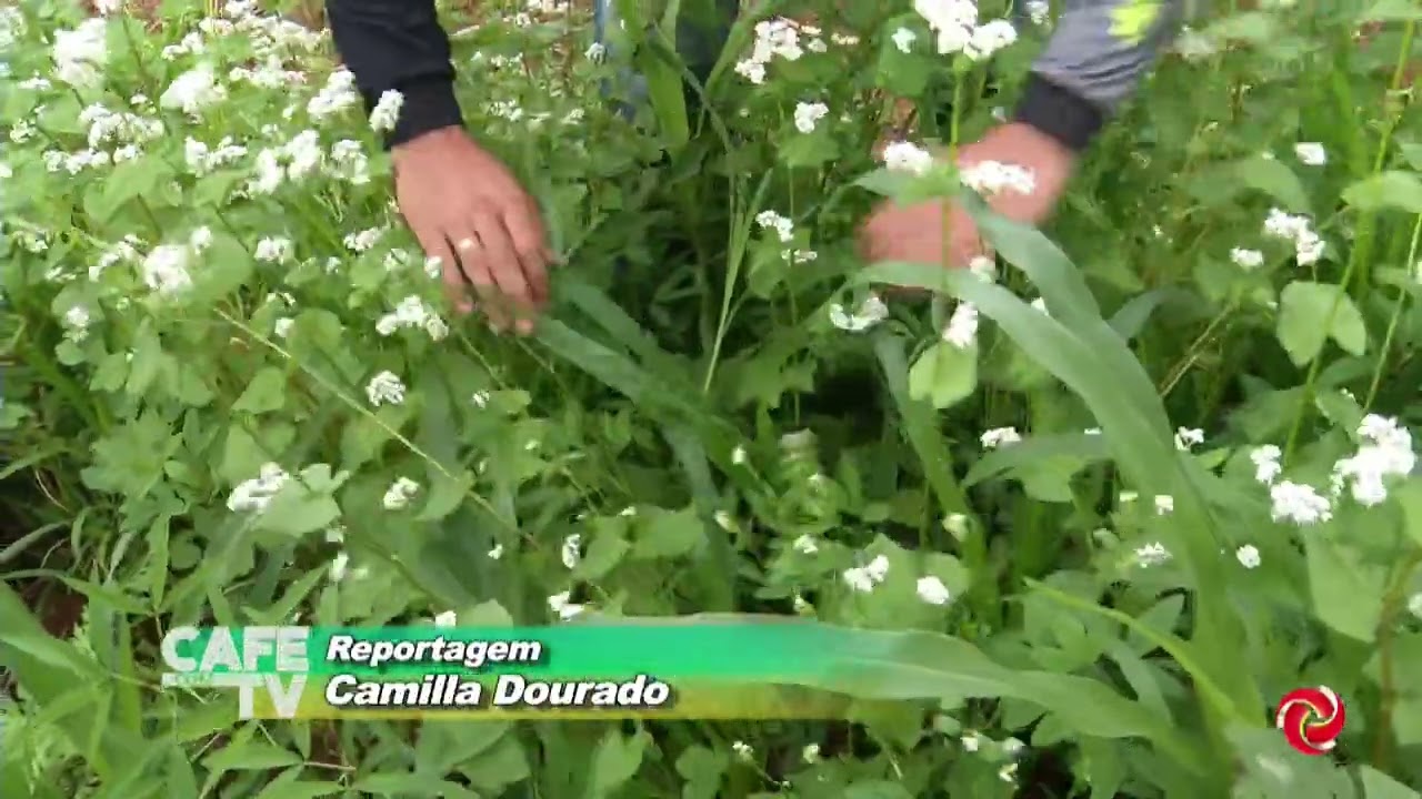 Plantas de serviço ganham espaço na lavoura de café