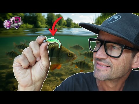 No Experience? No Problem | Summer Perch Made Easy | How to catch on Micro Lures with Nick Marsh