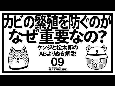 多年生のキンレンカ：なぜ、そしてどのように植え、世話をし、花を咲かせるのですか？  庭園