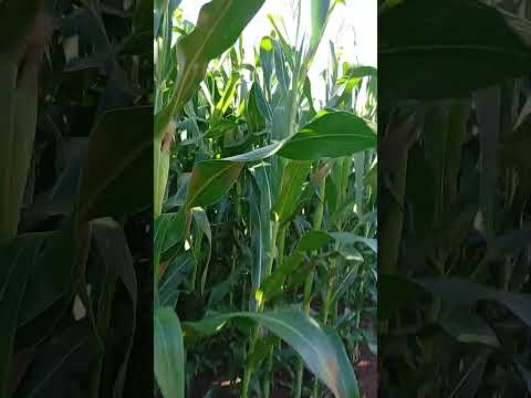 25 de dezembro de 2025