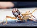 New Zealand Tree Weta | Massey University