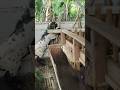 Ciri Ciri Domba Birahi Dombagarut Animals Animal