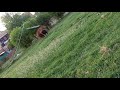 Dogs Mating
