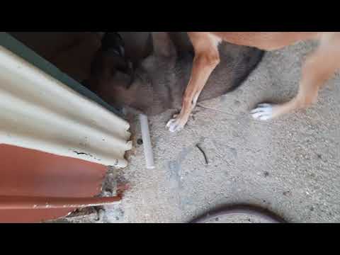 new belgian shepard+husky(belusky)