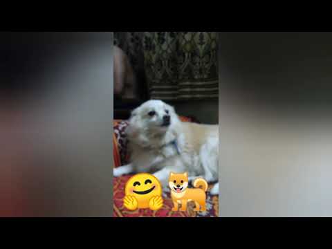 Wallpaper of cats and dogs you can put