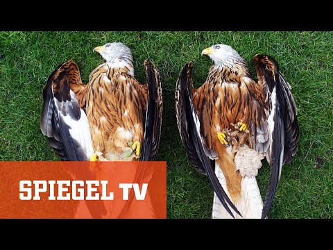 Tierischer Kriminalfall: Vergiftete Greifvögel in der Nähe von Windparks
