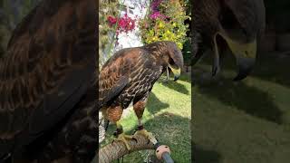 Hawk Doesn’t Like Hose Water