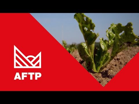 Advanced Sugar Beet Production and Management - AFTP