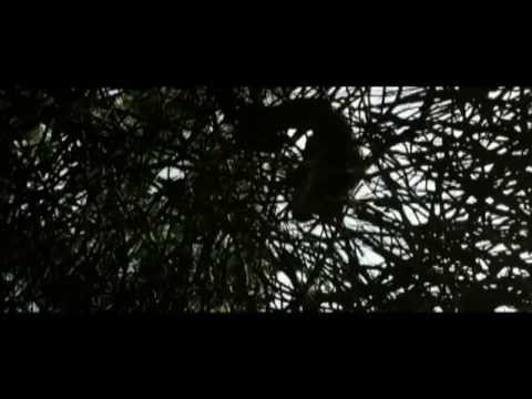 After Earth - Bird Flight