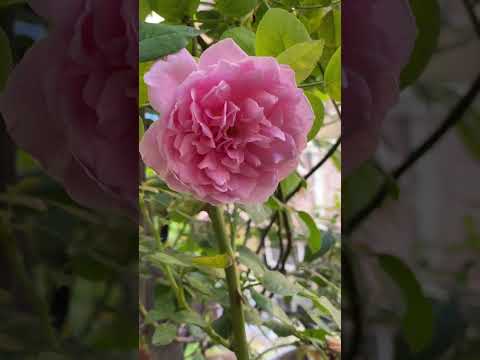 Mary Rose || David Austin #rosegarden #englishrose #shrub #terracegarden #fragrant #gulab #rose